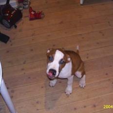 Amerikansk staffordshire terrier DK Staff`s Flower Power