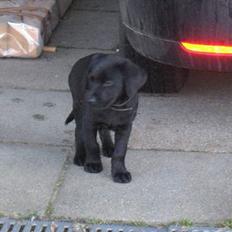 Labrador retriever Saki (formel 1)