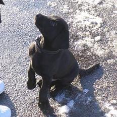 Labrador retriever Saki (formel 1)