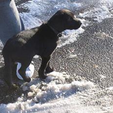 Labrador retriever Saki (formel 1)