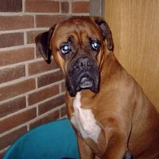 Boxer Krølle- Død