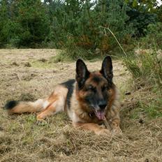 Schæferhund Nemo 2/3-97 - 22/9-07