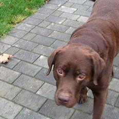 Labrador retriever Sigurd