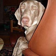 Weimaraner Hot Shoot's Eleu "Himmelhund"
