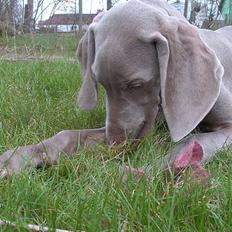 Weimaraner Hot Shoot's Eleu "Himmelhund"