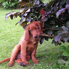 Irsk setter Klippeøens D Malou