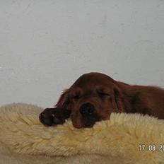 Irsk setter Klippeøens D Malou