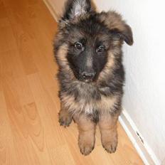 Schæferhund Tønagergården´s Ganto