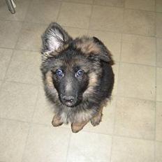 Schæferhund Tønagergården´s Ganto