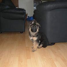 Schæferhund Tønagergården´s Ganto