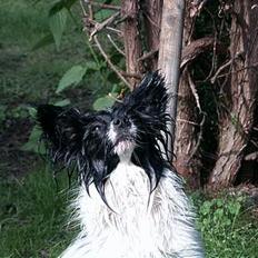 Papillon Luffe