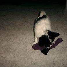 Papillon Luffe