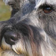 Dvaergschnauzer Dina