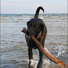 Labrador retriever Tulle