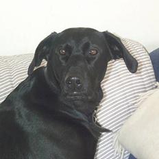 Labrador retriever Tulle