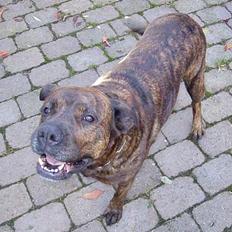 Blanding af racer Bessie