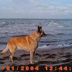 Malinois (O)nika Isell 1994-2006 