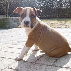 Amerikansk staffordshire terrier Destiny