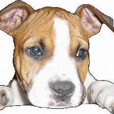 Amerikansk staffordshire terrier Destiny