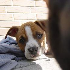 Amerikansk staffordshire terrier Destiny