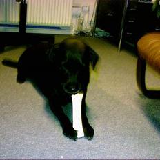 Labrador retriever Emma