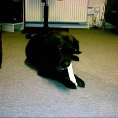 Labrador retriever Emma