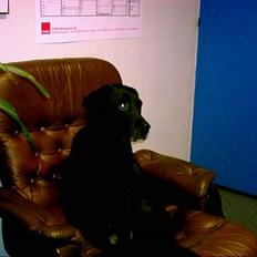 Labrador retriever Emma