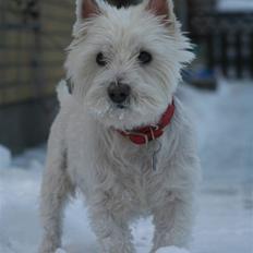 West highland white terrier Aira Robeerto "Berto".Min stjerne<3