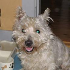 West highland white terrier Aira Robeerto "Berto".Min stjerne<3