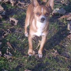 Chihuahua bøf!!!!!!!!!