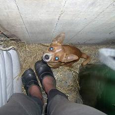 Chihuahua bøf!!!!!!!!!