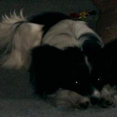 Papillon Luffe
