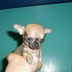 Chihuahua jay jay star
