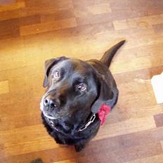 Labrador retriever Bitti *RIP*