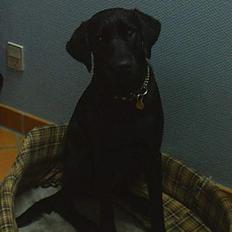 Labrador retriever Lucca