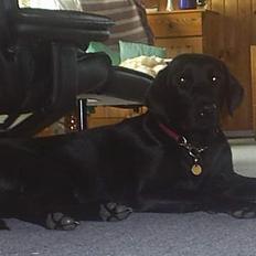 Labrador retriever Lucca