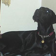 Labrador retriever Lucca