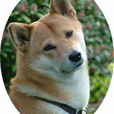 Shiba Cosmo 3/6- 2000 - 15/8- 2016