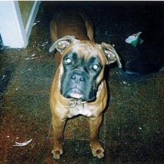 Boxer Chap
