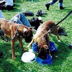 Boxer Chap