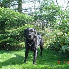 Labrador retriever Zeus