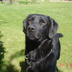 Labrador retriever Zeus