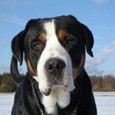 Grosser schweizer sennenhund Anton (Samson) R.I.P.