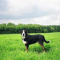 Grosser schweizer sennenhund Anton (Samson) R.I.P.