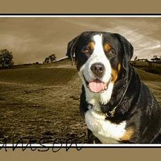 Grosser schweizer sennenhund Anton (Samson) R.I.P.