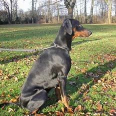 Dobermann Mille