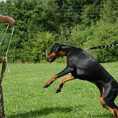 Dobermann Mille