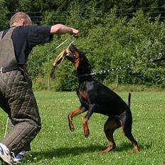 Dobermann Mille