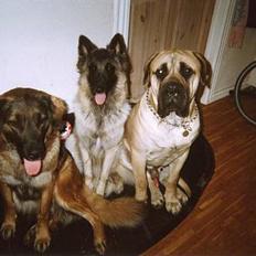 Bullmastiff Zuco - I hundehimlen nu 7/7-2014