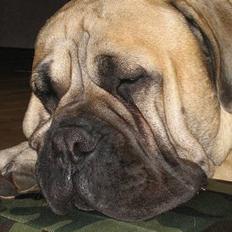 Bullmastiff Zuco - I hundehimlen nu 7/7-2014